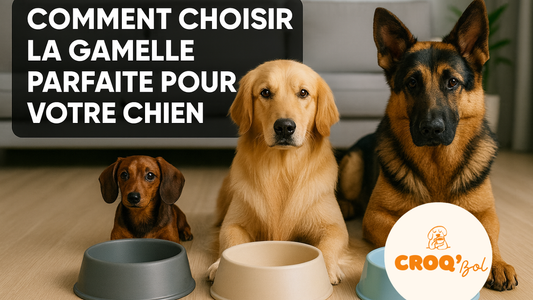 Comment choisir la gamelle parfaite pour votre chien (Guide complet)