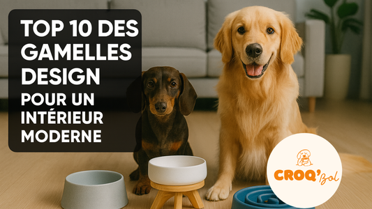 Top 10 des gamelles design pour un intérieur moderne