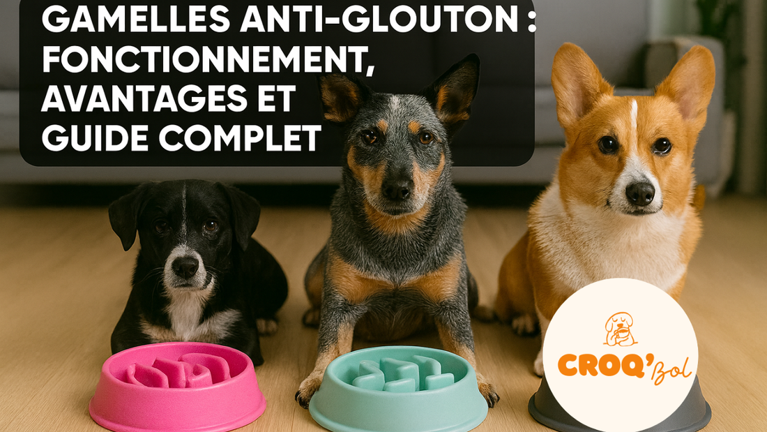 Gamelles anti-glouton : fonctionnement, avantages et guide complet