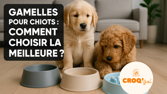Gamelles pour chiots : quelles sont les meilleures options ?